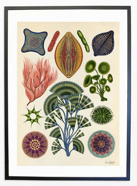 3张包-邮 复古植物主题装饰画 Botanicum 伦敦插画家 Katie Scott