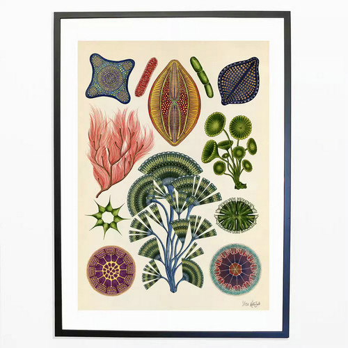 Botanicum复古植物主题装饰画