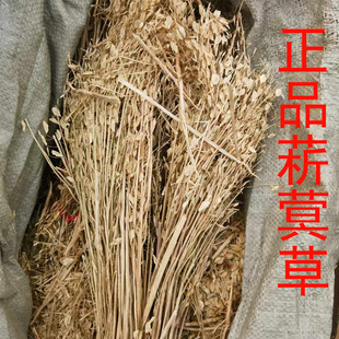 菥蓂草太行山自然生长