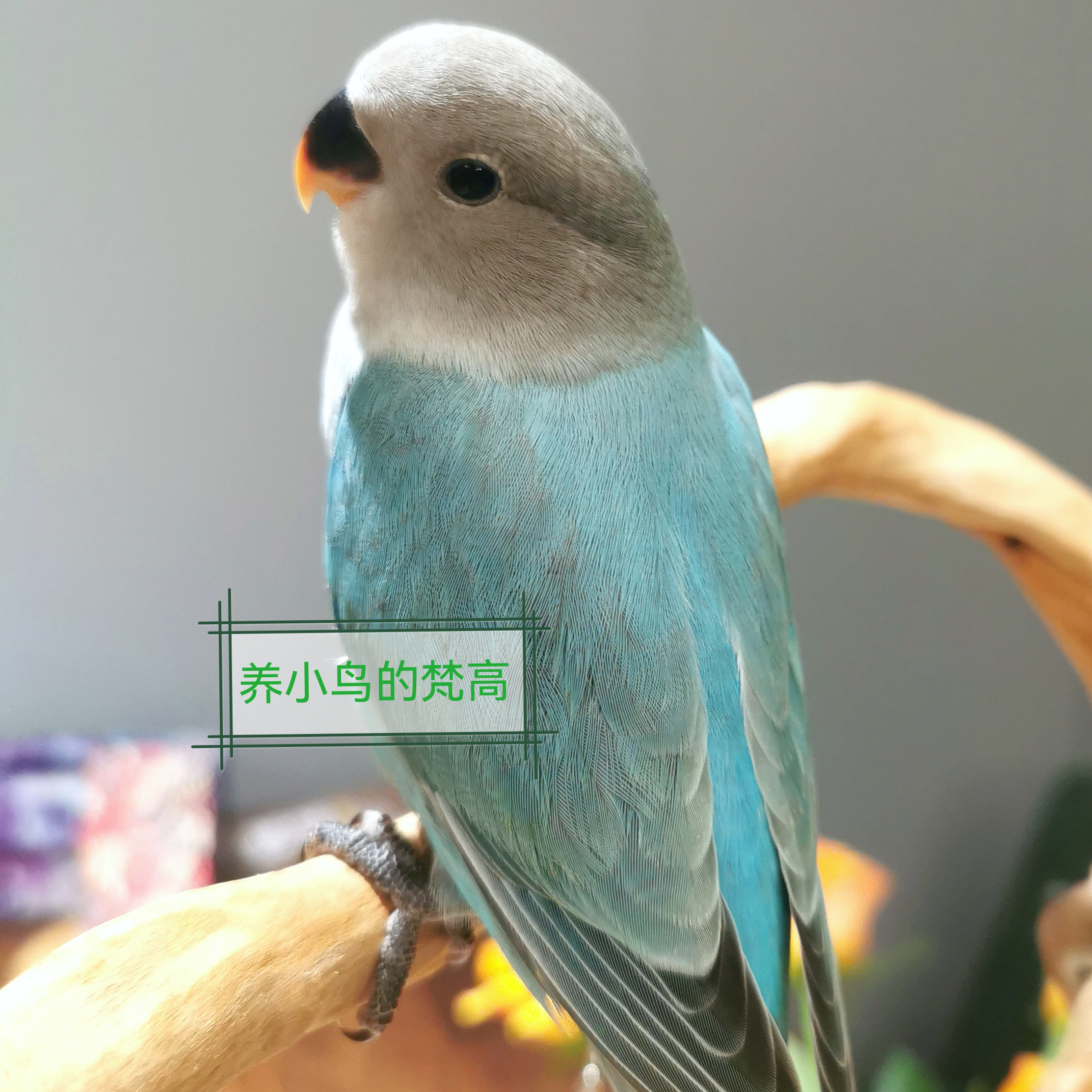 养小鸟的梵高 家庭精养亲人 松石蓝闪 牡丹鹦鹉 半毛齐毛 小鸟