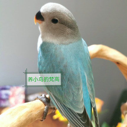养小鸟的梵高 家庭精养亲人 松石蓝闪 牡丹鹦鹉 半毛齐毛 小鸟