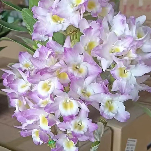 粉公主石斛兰盆景