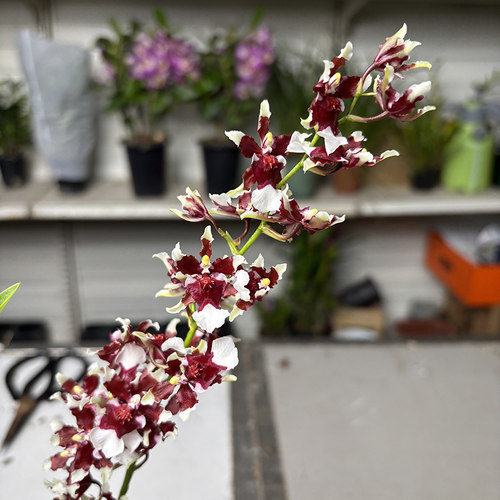 巧克力文心兰 盆景