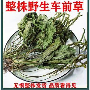 广东野生车前草子特级天然无硫新鲜干货整株车前草500g可切碎泡茶