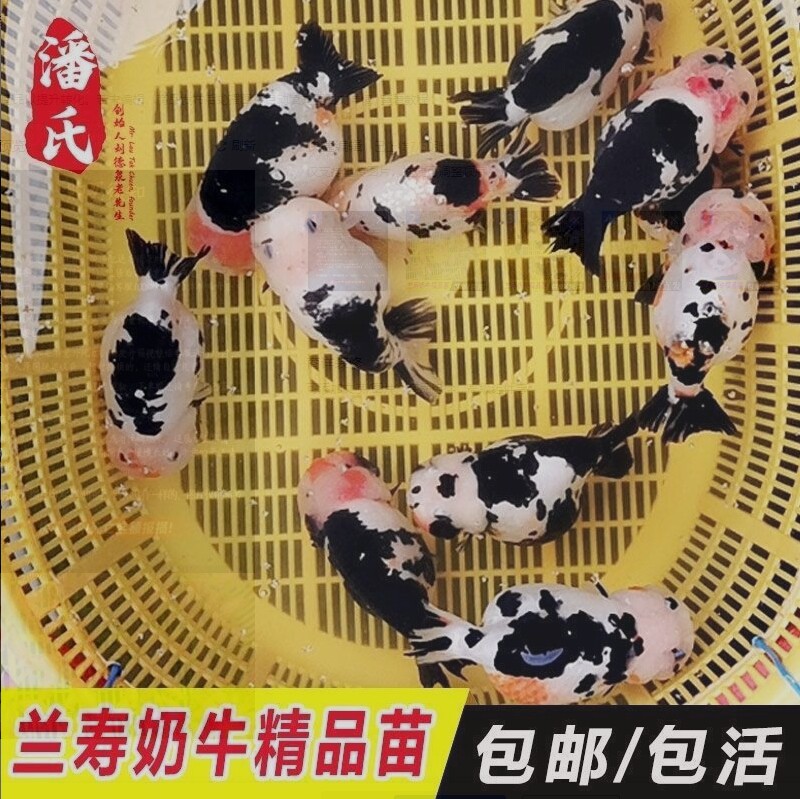 兰寿金鱼鱼苗冷水鱼观赏鱼活体小金鱼锦鲤波妞鱼奶牛招财泰狮金鱼