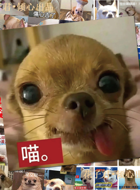124张吉娃娃表情包贴纸搞笑沙雕趣味搞怪洗袜袜梗图贴画diy桌面