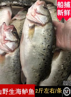野生大花鲈鱼舟山七星海鲈鱼新鲜鲜活水产深海鲈板寨花鱼2斤款/条