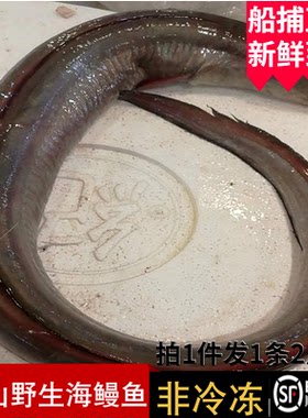 舟山东海野生海鳗新鲜深海鲜活土龙特大狗鳗鱼日式非冷冻2斤1整条