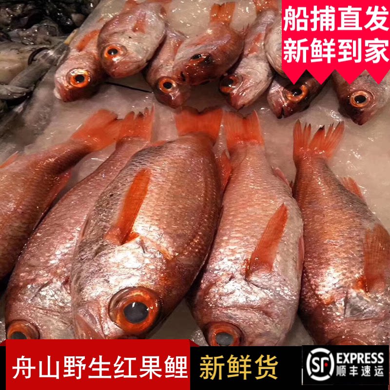舟山大红果鲤鱼东海野生深海赤鯥鱼红鱼日料孕妇喉黑鱼5两-1斤1条
