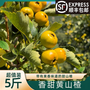 黄山楂鲜果 自己家果园 沂蒙山区山坡上种植 香甜微酸 顺丰包邮