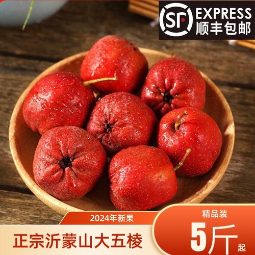 正宗沂蒙山红皮黄心大五棱