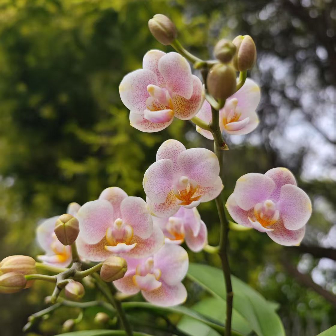 旭日生物 商品蝴蝶兰 意林蝴蝶兰