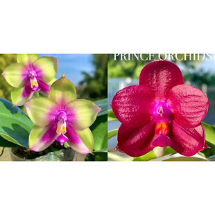 旭日生物 趣味蝴蝶兰 弥陀彩虹交珊瑚熊