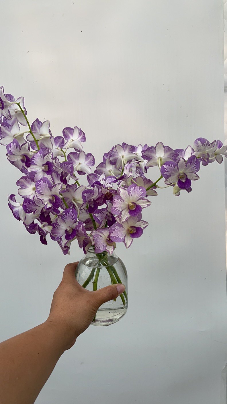 保温费用（保温箱）,鲜花速递/花卉仿真/绿植园艺,国兰/杂交兰/洋兰类,淘宝优惠券,粉丝福利购,淘宝优惠卷