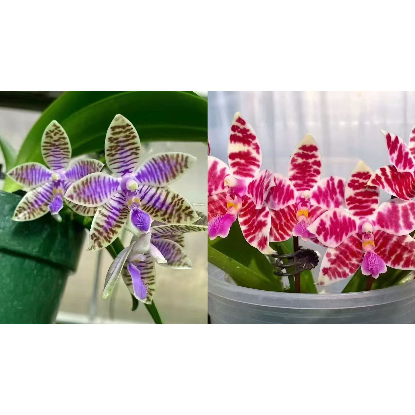 旭日生物 蓝路德交红路德（3寸）（纯苗）