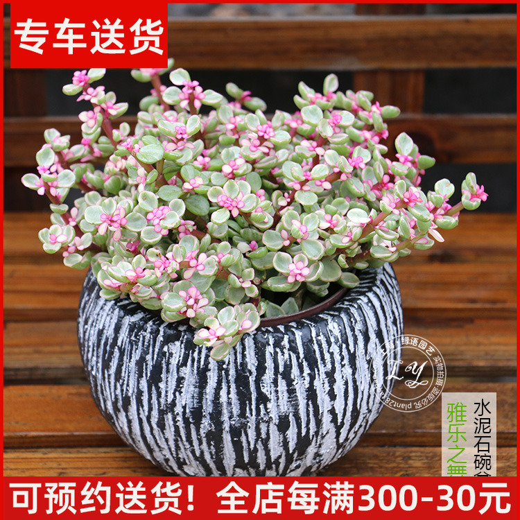 多肉植物雅乐之舞玉缀老桩绿植