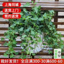 常春藤盆栽室内花卉垂吊植物吸甲醛除苯净化空气四季常青藤蔓绿植