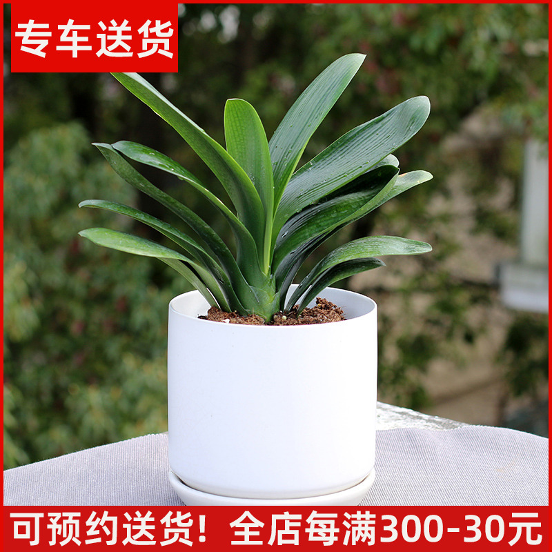 君子兰盆栽四季好养常绿观叶植物