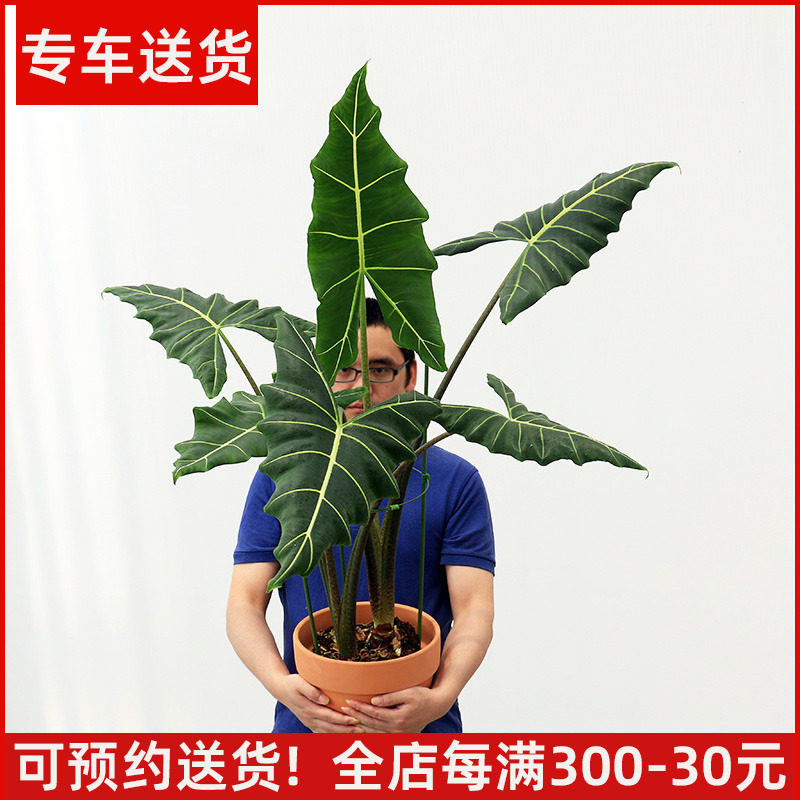 萨利安海芋室内客厅观赏植物
