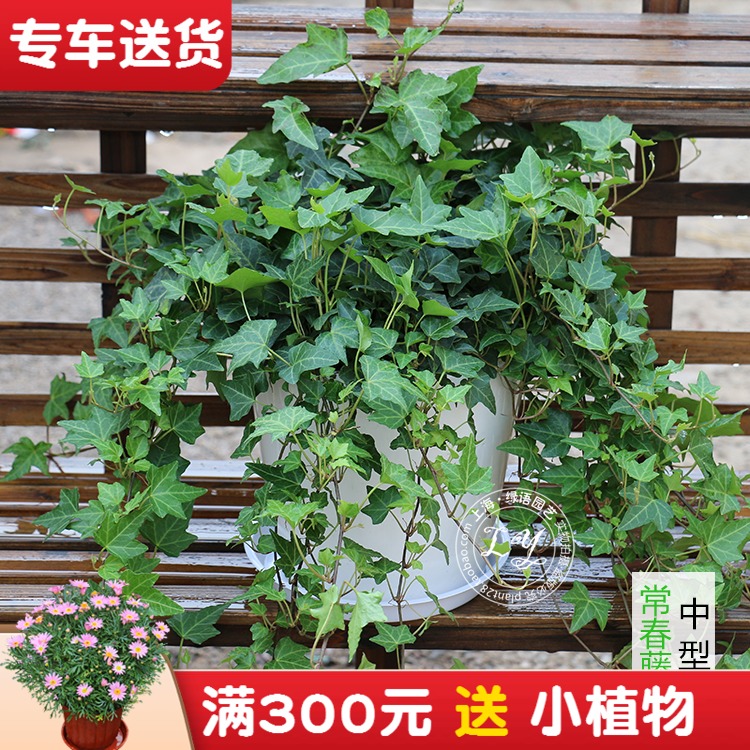 常春藤盆栽室内花卉垂吊植物吸甲醛除苯净化空气四季常青藤蔓绿植