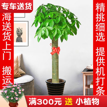 发财树盆栽 开业乔迁植物花卉客厅办公室内大型绿植 上海送货上门