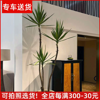【可拍照选货】造型荷兰铁龙血树
