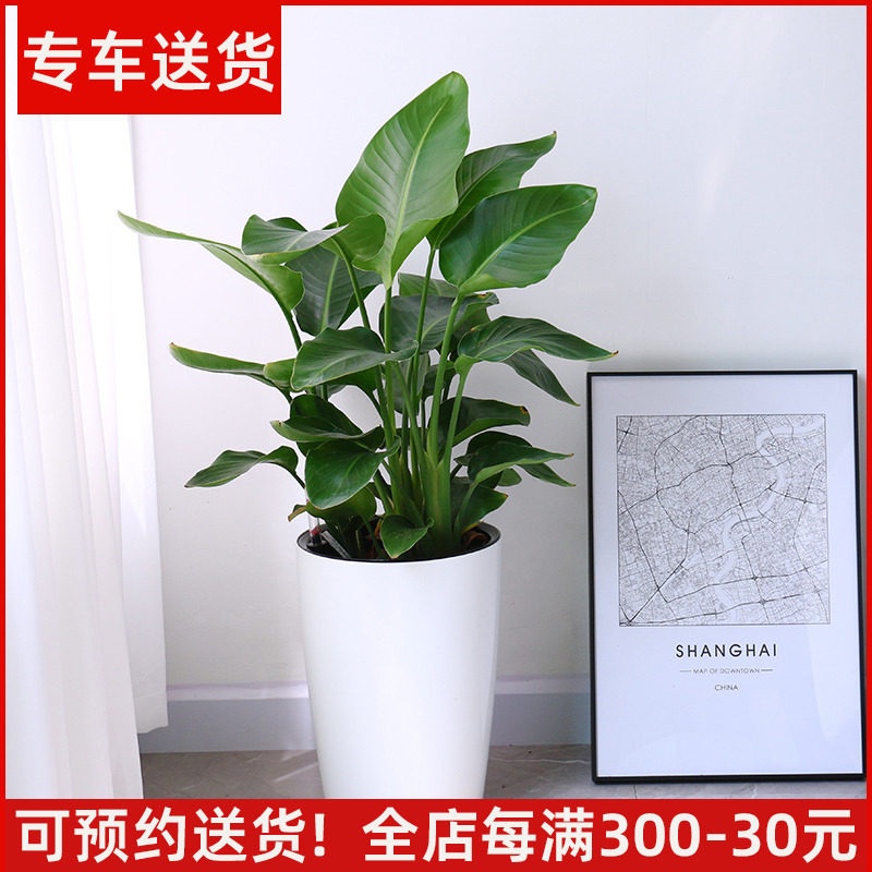 中型天堂鸟盆栽 中型鹤望兰办公室客厅室内大型绿植吸甲醛植物,鲜花速递/花卉仿真/绿植园艺,大型绿植/成品组合盆栽,淘宝优惠券,粉丝福利购,淘宝优惠卷