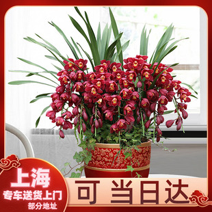 【年宵花卉】大花蕙兰盆栽绿植 新年喜庆礼品植物 春节送客户亲友