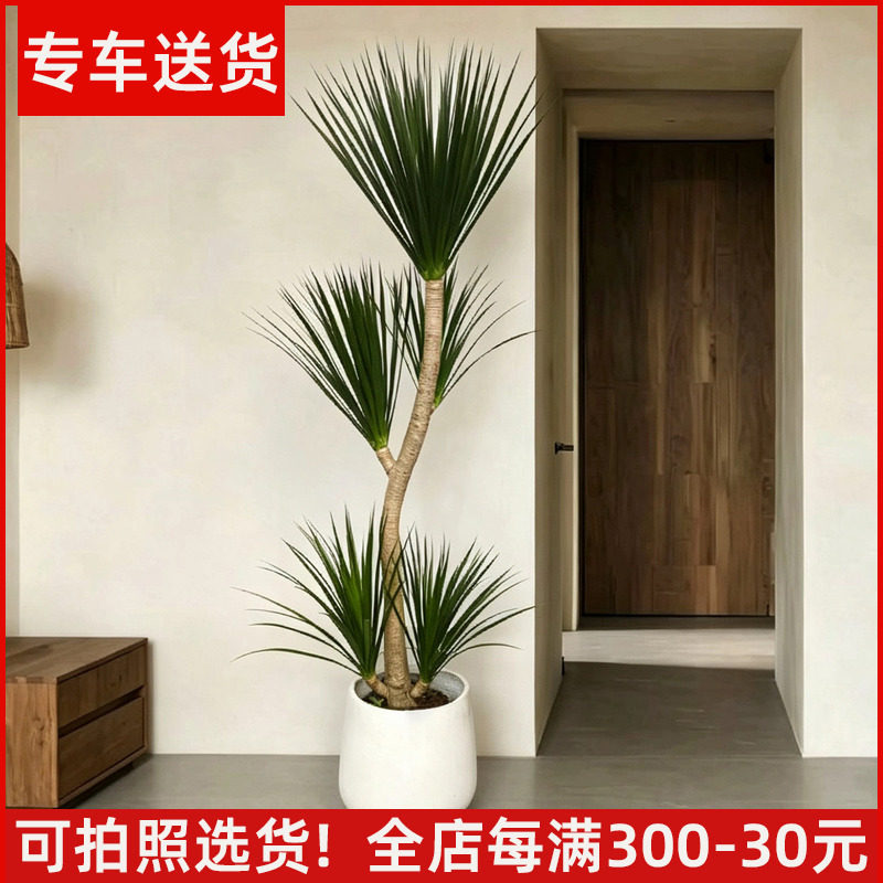【可拍照选货】黑珍珠龙血树盆栽