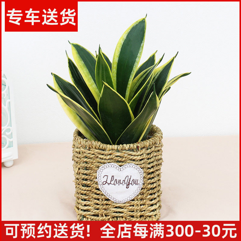 荷花兰盆栽 迷你金边虎皮兰 高约20厘米 耐阴耐干懒人植物吸甲醛