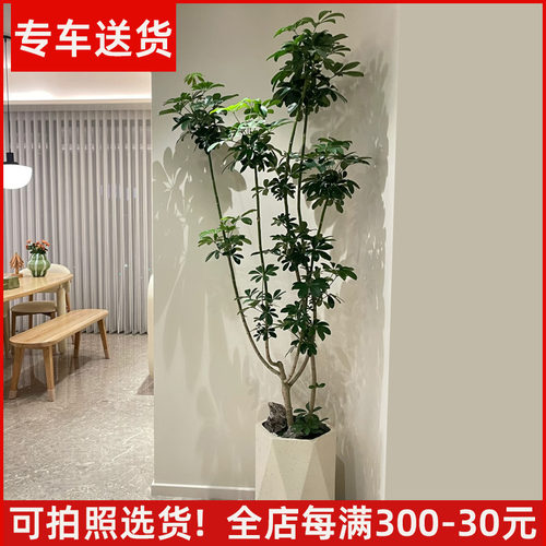 【支持拍照选货】造型鸭脚木盆栽