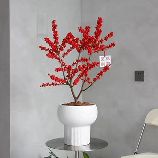 【上海送货上门】北美冬青盆景盆栽 红果冬青年宵花卉耐寒植物