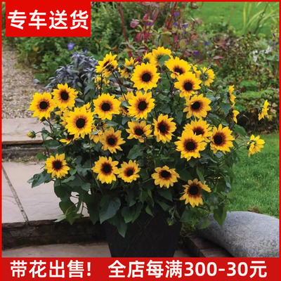 超级向日葵盆栽花期长带花出售