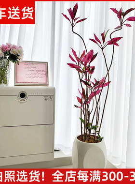 【可拍照选货】红叶朱蕉盆栽大型室内客厅卧室除甲醛观叶花卉植物