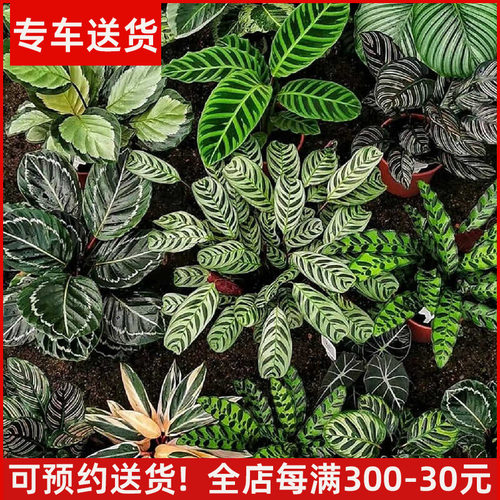 青苹果竹芋孔雀彩虹竹芋盆栽绿植