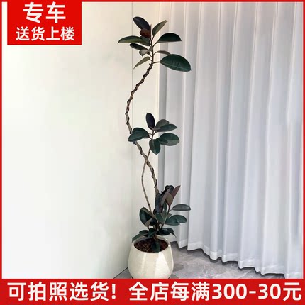 造型黑金刚橡皮树网红盆栽客厅大型植物办公室好养绿植吸甲醛花卉