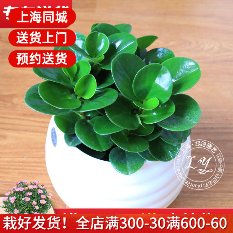 豆瓣绿盆栽 青叶碧玉植物 室内花卉绿化 上海绿植送货上门