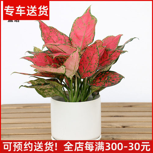 如意皇后花盆盆栽彩色万年青植物