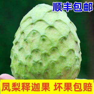 【顺丰包邮】现货 攀枝花凤梨释迦果新鲜水果当季现摘番荔枝5斤装