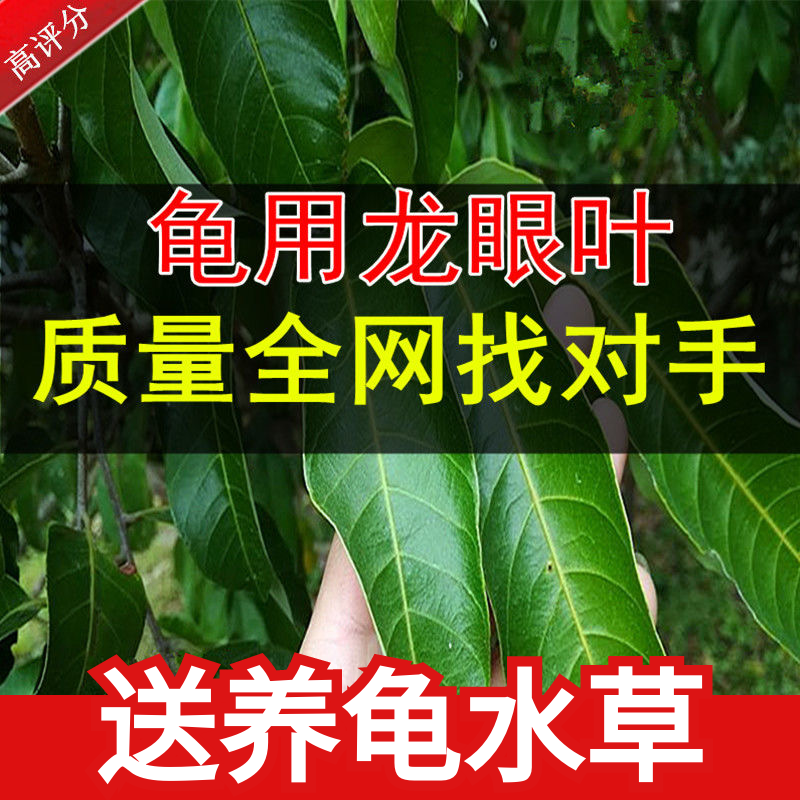 预防腐皮原生态乌龟缸环境龙眼叶