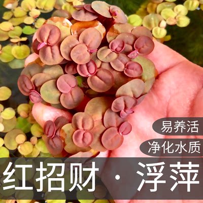 千草园红招财浮萍净化水质