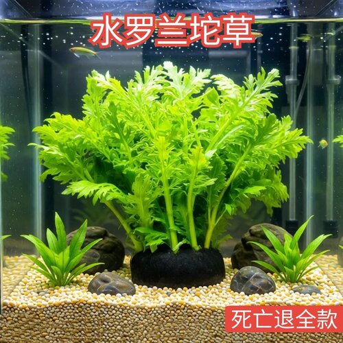 水罗兰坨草带根好养净水增氧