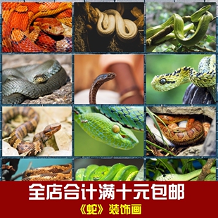 蛇海报蟒蛇毒蛇野生爬行动物相框墙画贴画挂画卧室书房学校装 饰画