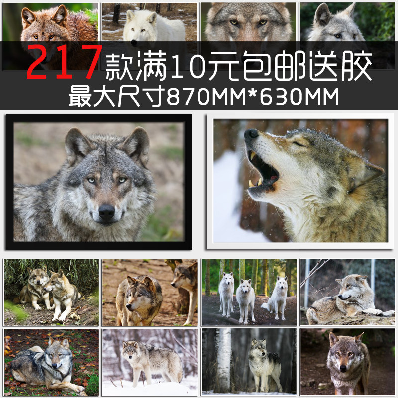 狼群凶狠的野狼动物猛兽海报相框墙画宿舍客厅卧室餐厅酒吧装饰画