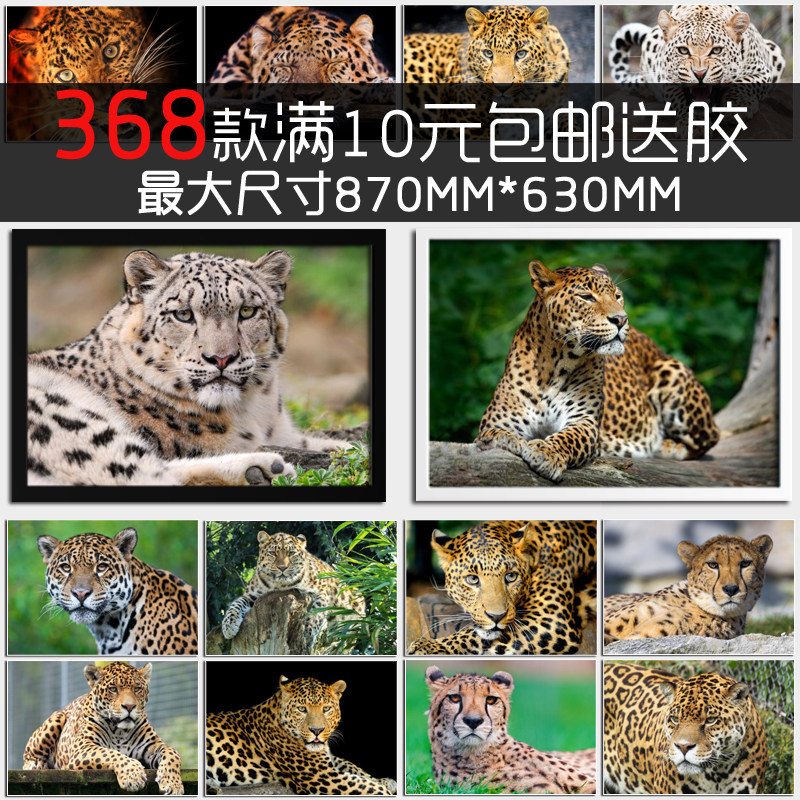 豹子金钱豹猎豹花豹美洲豹黑豹雪豹动物海报相框墙画宿舍装饰画