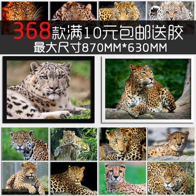 金钱豹动物海报相框宿舍装饰画