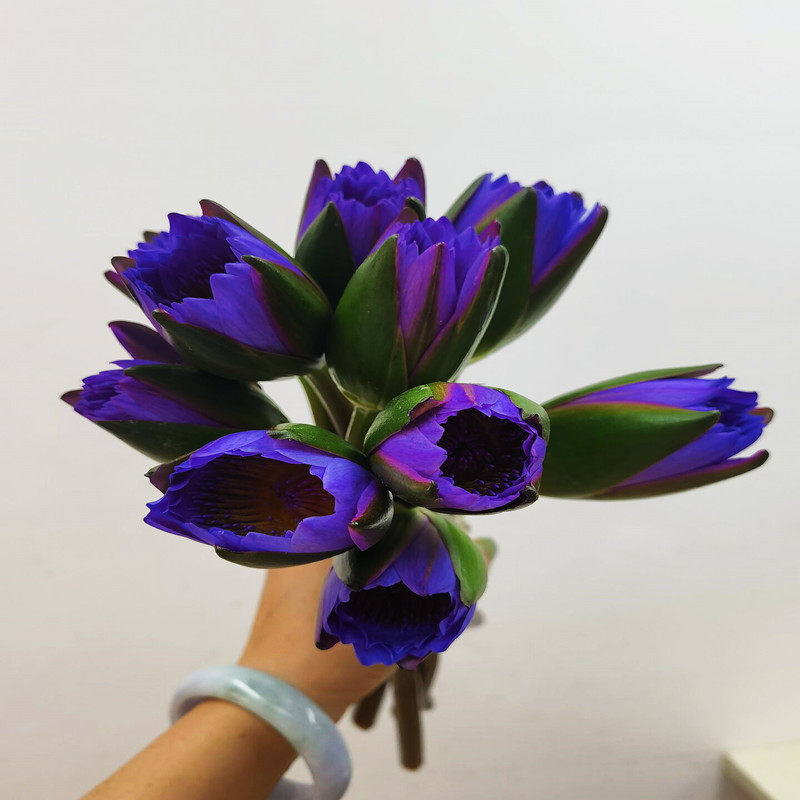 睡莲鲜花水养蓝莲花礼佛花北京同城鲜花速递家居插花昆明新鲜发货