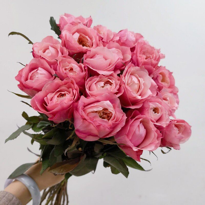 美琴玫瑰奥斯汀全开花型单头月季花家庭水养办公室插花情人节鲜花