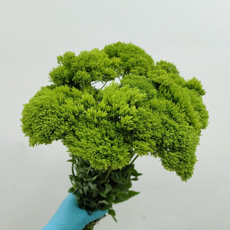 西雾草鲜花绿色氧吧水养植物鲜切花办公室家居展台摆放绿叶配花卉
