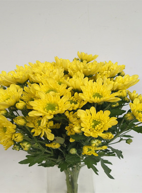 超长花期雏菊鲜花多头黄色小菊花束生日花每周一花家庭星期花水养